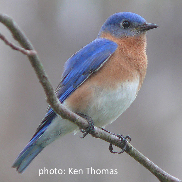 bluebird   Ken Thomas