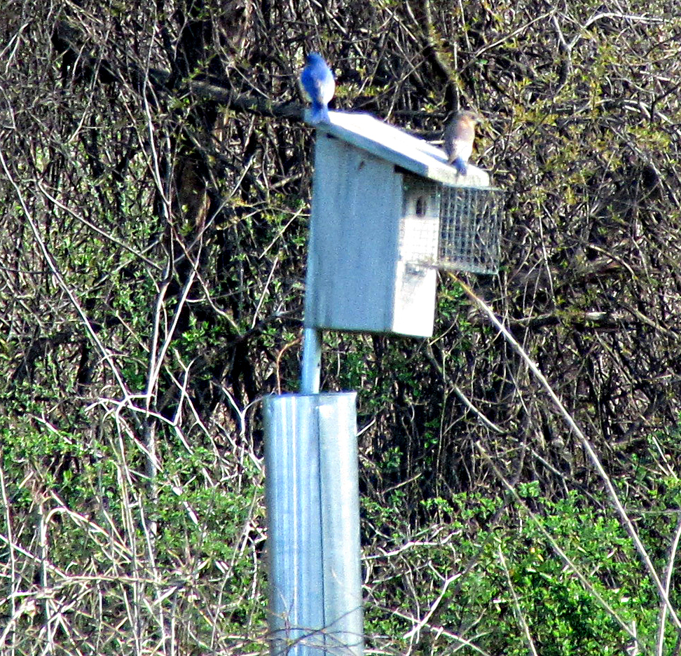 Birding at Obwervatory Park